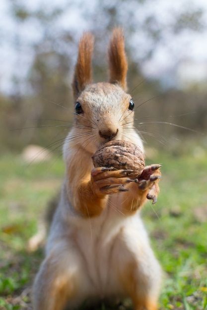 Photo l'écureuil mange une noix