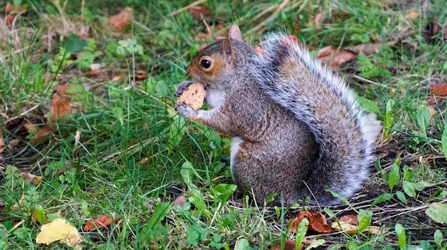 Écureuil mangeant des biscuits