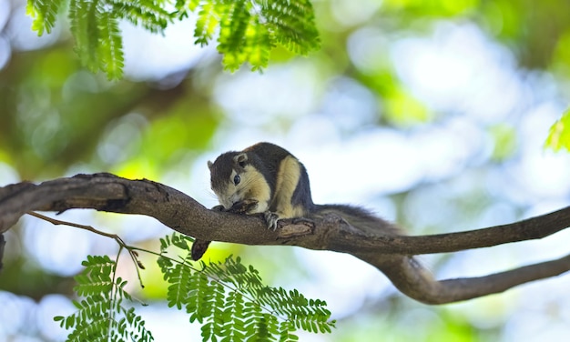 Écureuil Mangeant De La Nourriture Sur Un Arbre Dans Le Parc Public