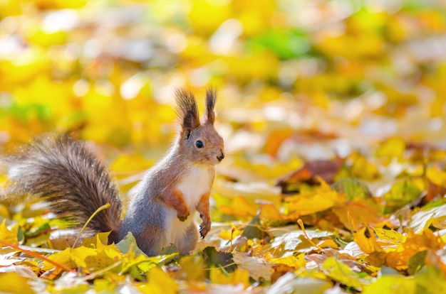 Écureuil Mignon Assis Dans Le Parc En Automne à Saint-pétersbourg