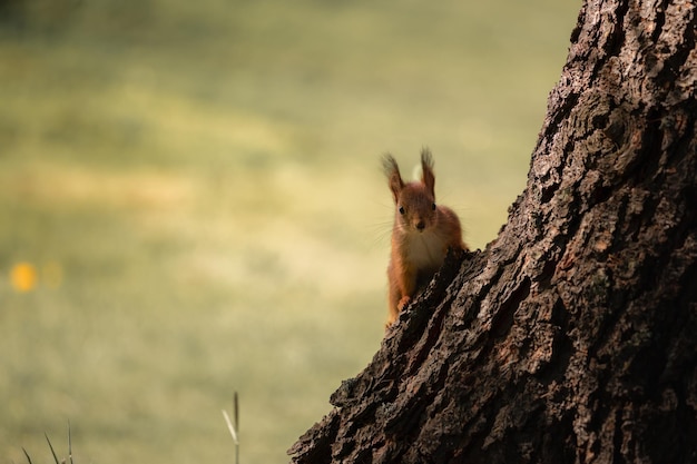 écureuil mignon dans une forêt