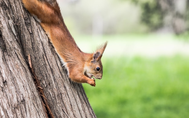 Un écureuil mignon est assis à l'envers sur un tronc d'arbre épais