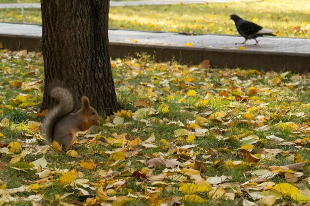 Photo l'écureuil par l'arbre dans le parc