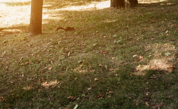 L'écureuil pelucheux court sur l'herbe en parc pendant la journée