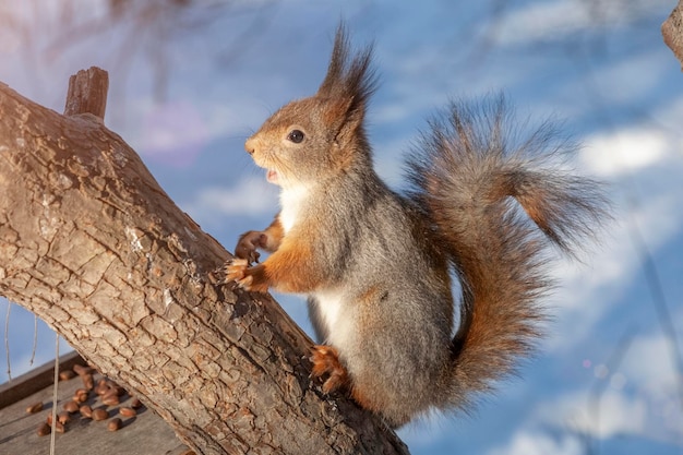 Un écureuil pelucheux se repose sur un arbre en hiver