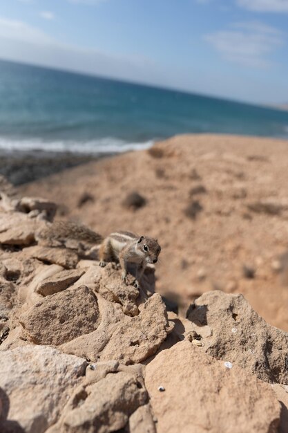 Photo un écureuil perché sur les rochers près du rivage avec vue sur l'océan ouvert