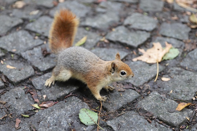 Écureuil posant dans la forêt