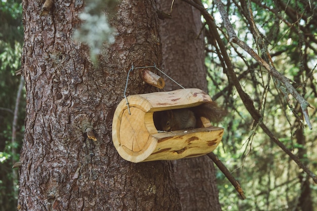 L'écureuil regarde de la maison dans le paysage du parc forestier Maison d'écureuil dans les bois