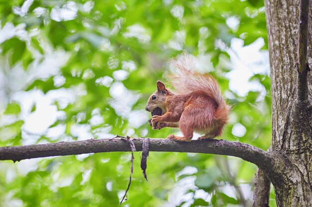 L'écureuil ronge une noix sur une branche d'arbre