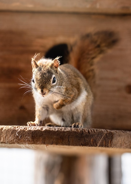 L'écureuil rouge américain Tamiasciurus hudsonicus se repose sur une planche de bois.