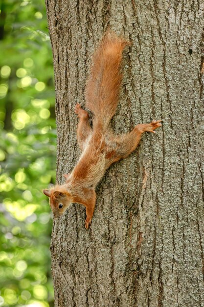 L'écureuil rouge Les animaux sauvages La vie sauvage Le parc d'été Le gravier mignon L'animal moelleux