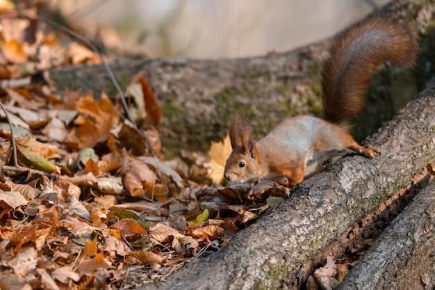 Écureuil rouge sur l'arbre à la forêt d'automne