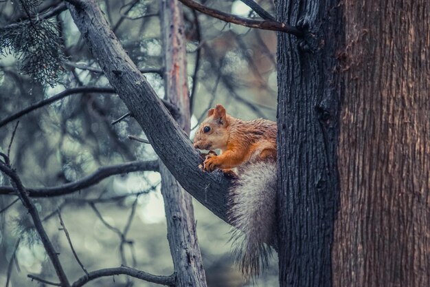 Un écureuil rouge sur un arbre tenant une noix