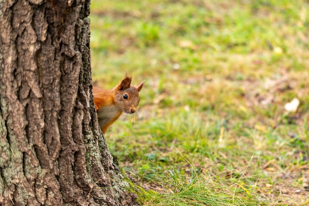 Photo un écureuil rouge curieux regardant derrière le tronc de l'arbre.