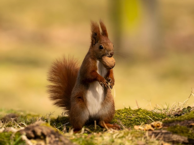 Un écureuil rouge avec une noix dans la bouche à l'arrière-plan sombre