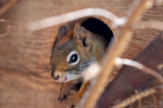 L'écureuil roux américain Tamiasciurus hudsonicus ne détaille que sa tête à partir d'une petite maison en bois.