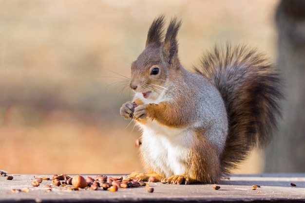 Ecureuil roux sur une branche en automne