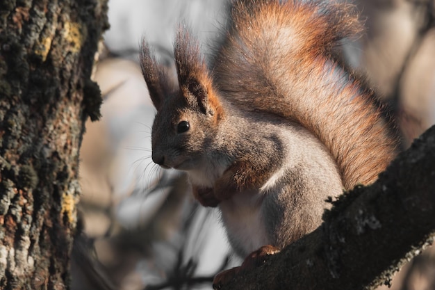 écureuil roux dans un arbre dans le parc sur fond d'arbres et de feuilles