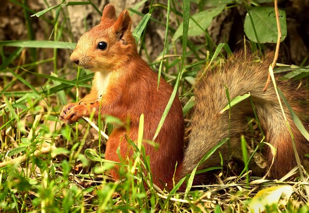 Écureuil Roux Dans L'herbe