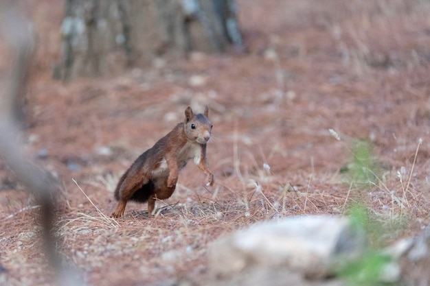 L'écureuil roux ou l'écureuil roux eurasien (Sciurus vulgaris) Malaga, Espagne