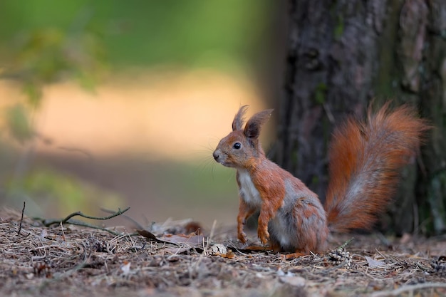 Un écureuil roux est assis dans la forêt avec une feuille sur le sol.