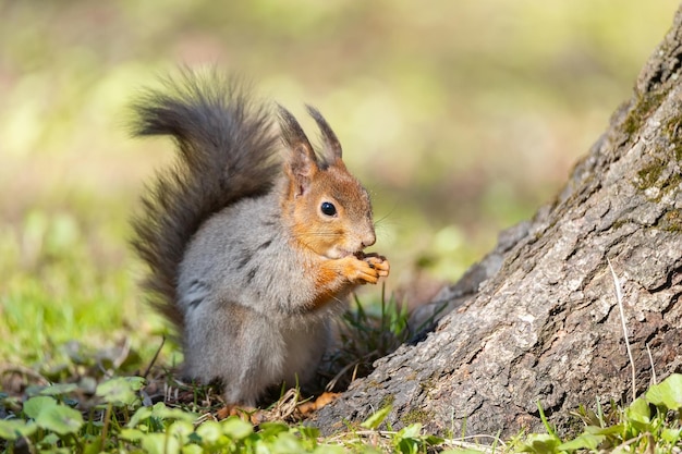 L'écureuil roux est assis dans l'herbe