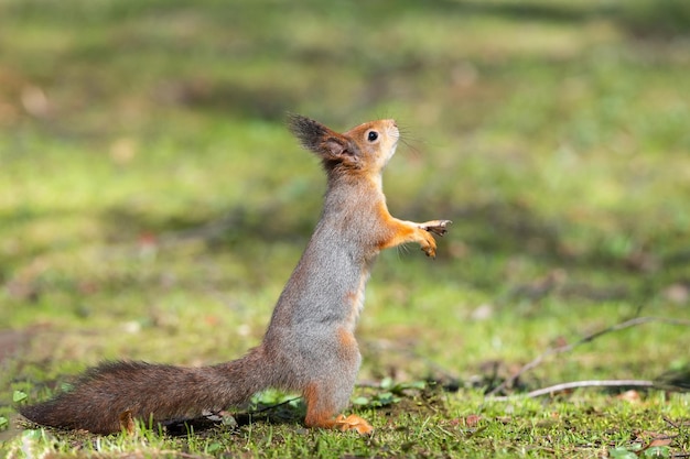 L'écureuil roux est assis dans l'herbe