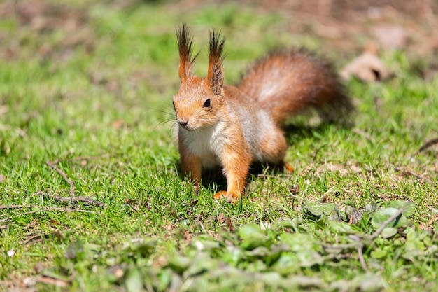 L'écureuil roux est assis dans l'herbe