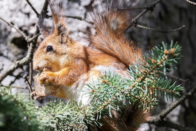 L'écureuil roux est assis dans l'herbe