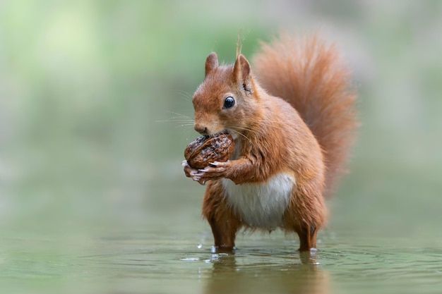 L'écureuil roux d'Eurasie (Sciurus vulgaris) manger une noix dans un bassin d'eau