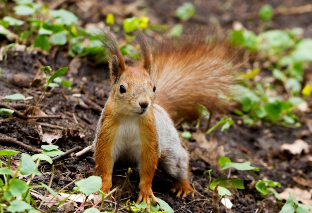 Écureuil roux mignon dans la forêt