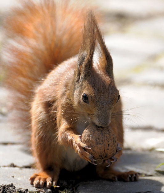 L'écureuil roux Sciurus vulgaris pris à forest