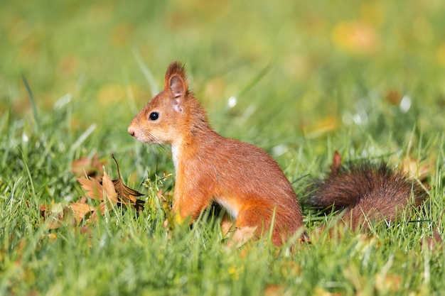 Un écureuil sauvage mangeant dans le parc d'herbe verte