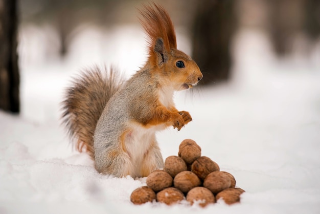 L'écureuil se dresse sur la neige devant un tas de noix
