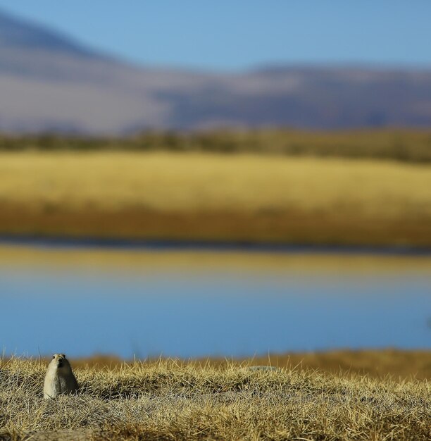 écureuil terrestre à côté d'un vison dans la nature sauvage