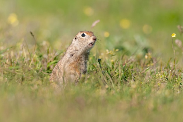 L'écureuil terrestre Spermophilus pygmaeus sort du trou