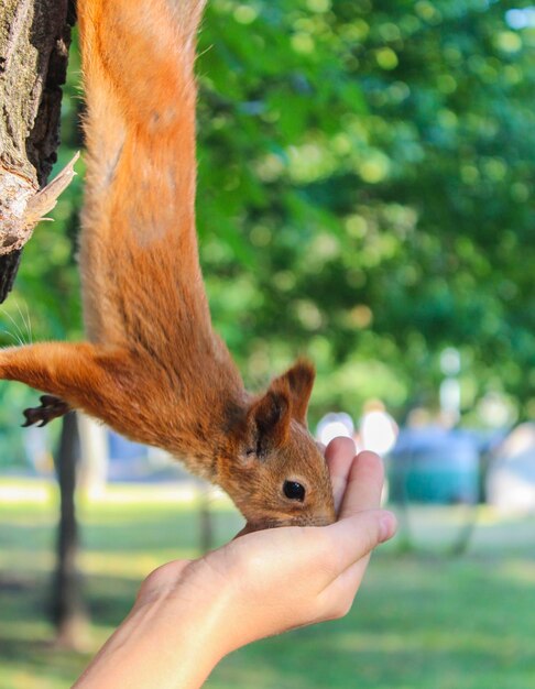 L'écureuil sur le tronc de l'arbre mange de la paume