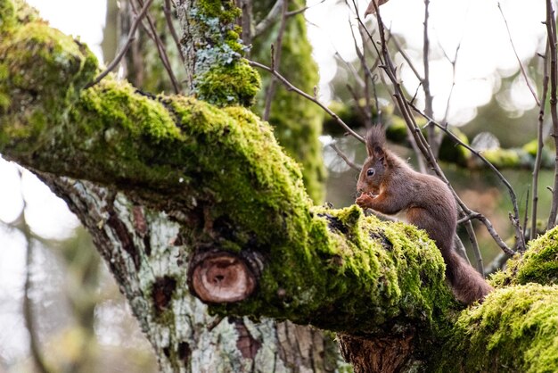 Photo l'écureuil sur le tronc d'un arbre