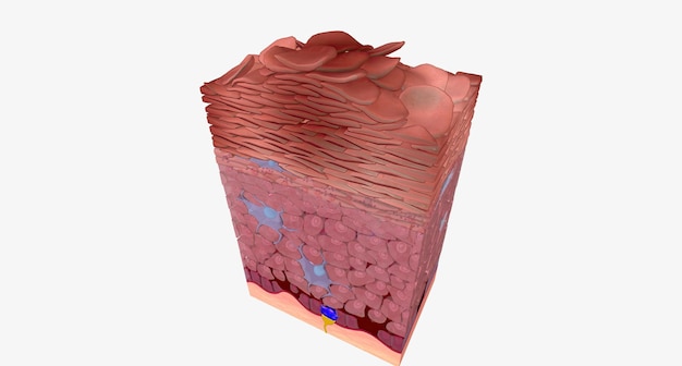 Eczéma au niveau cellulaire