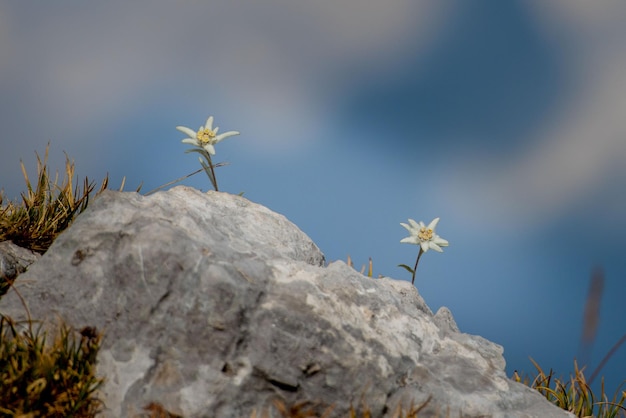 Edelweiss fleurissant en haute montagne