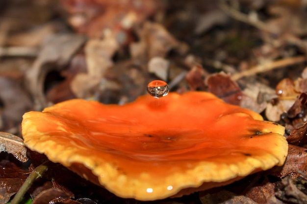 Effet créé par des gouttes d'eau de pluie tombant sur le chapeau concave d'un spécimen d'Hygrophoropsis.