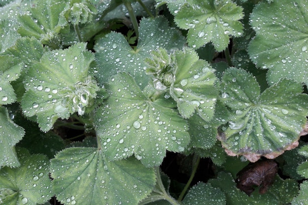 L'effet De Lotus, La Plante Saxifrage Après La Pluie.