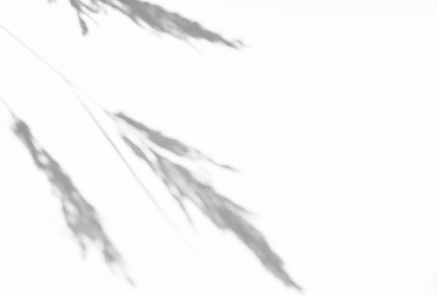 Effet de superposition de photos Ombre grise des tiges de plantes sur fond clair Concept abstrait de nature neutre arrière-plan flou Espace de copie
