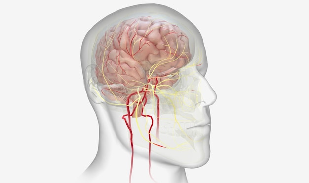 Photo effets douloureux de la migraine sur le cerveau