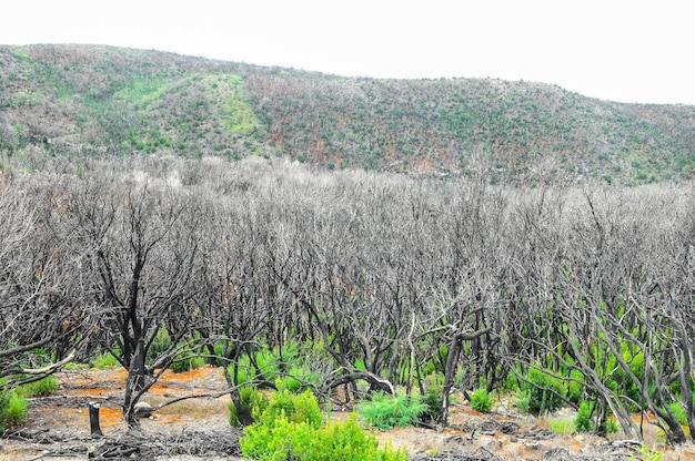 Effets du feu dans une forêt