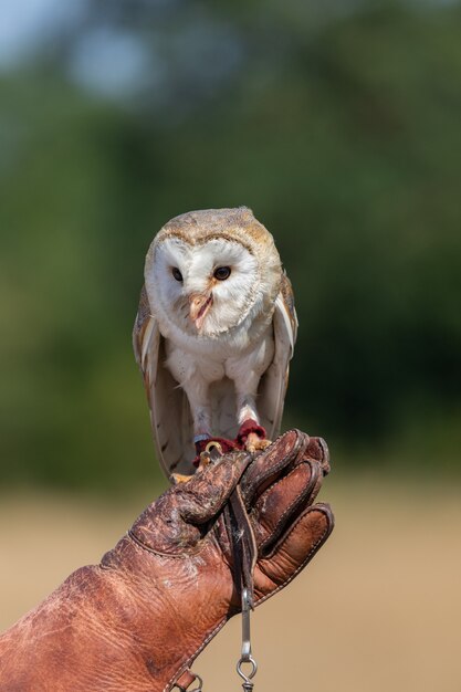 Photo effraie des clochers lors d'un spectacle dans la nature