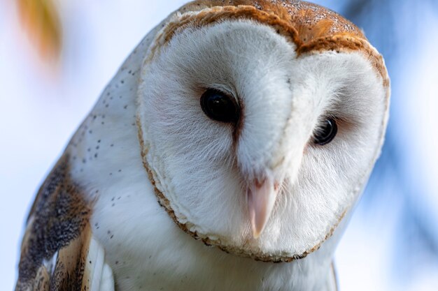 Effraie des clochers sont l'une des deux familles de chouettes, l'autre étant les véritables chouettes ou chouettes typiques