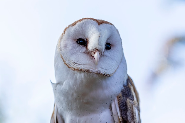 Effraie des clochers sont l'une des deux familles de chouettes, l'autre étant les véritables chouettes ou chouettes typiques