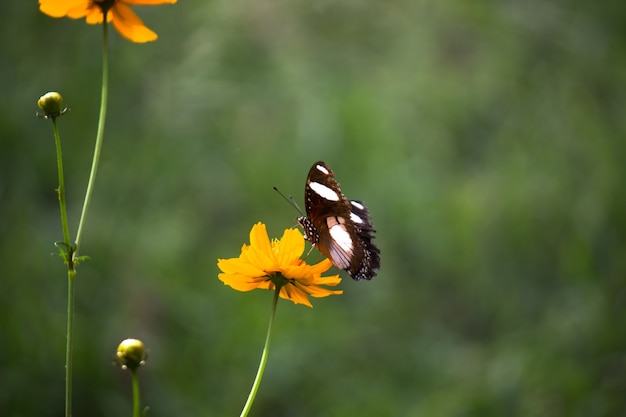 Eggfly papillon r planant et se reposant au-dessus des plantes à fleurs au printemps