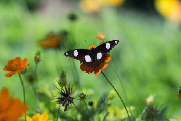 Eggfly papillon r planant et se reposant au-dessus des plantes à fleurs au printemps